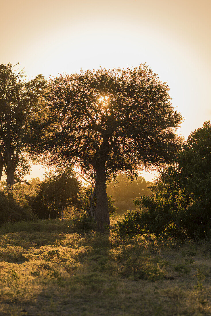 Marula-Baum filtert das Licht der untergehenden Sonne; Botswana