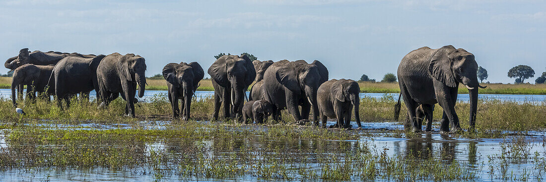 Panorama von Elefanten (Loxodonta Africana), die einen flachen, schlammigen Fluss überqueren; Botswana