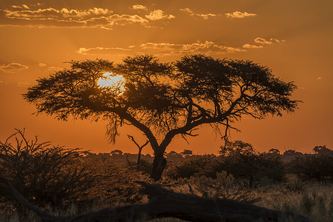 Silhouette Of Acacia Tree At Orange Sunset; Botswana