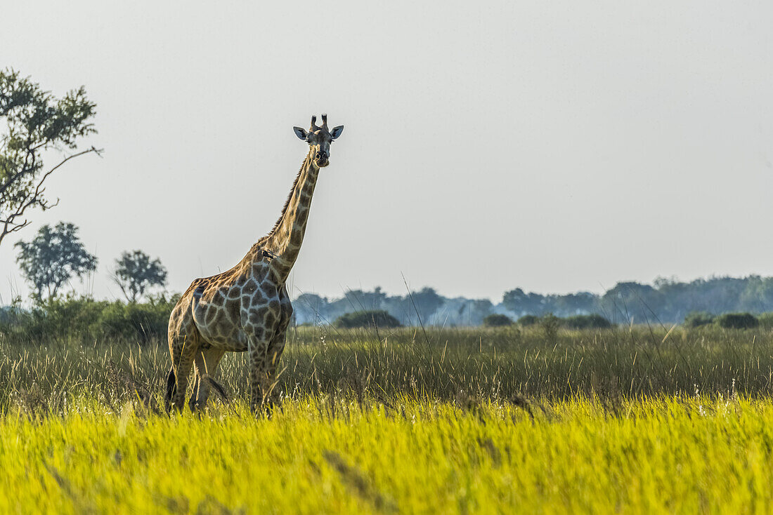 Südafrikanische Giraffe (Giraffa Camelopardalis Giraffa) im Gras vor der Kamera; Botswana