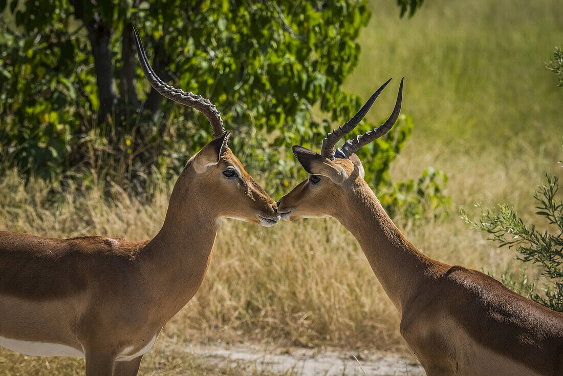 Zwei männliche Impalas (Aepyceros Melampus) berühren ihre Nasen in der Savanne; Botsuana