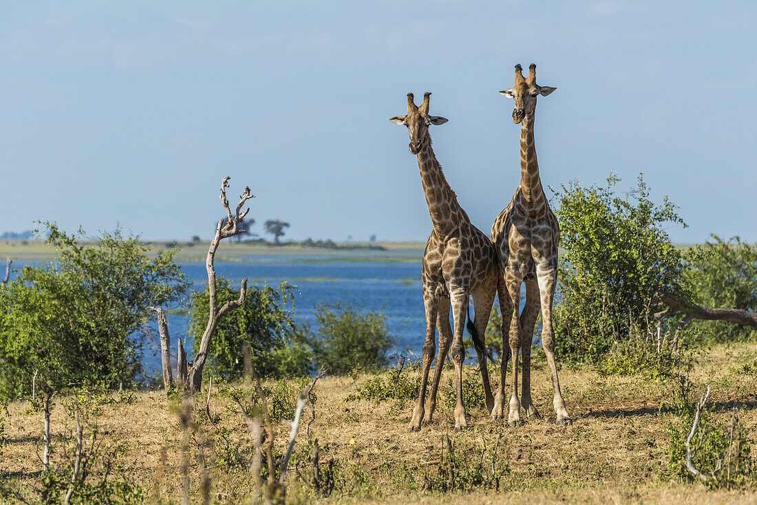 Zwei südafrikanische Giraffen (Giraffa Camelopardalis) stehen am Flussufer; Botswana