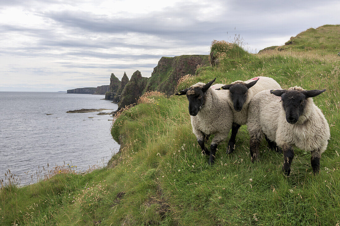 Schafe im Gras an der Küste mit Blick auf die Küste; John O'groats, Highlands, Schottland