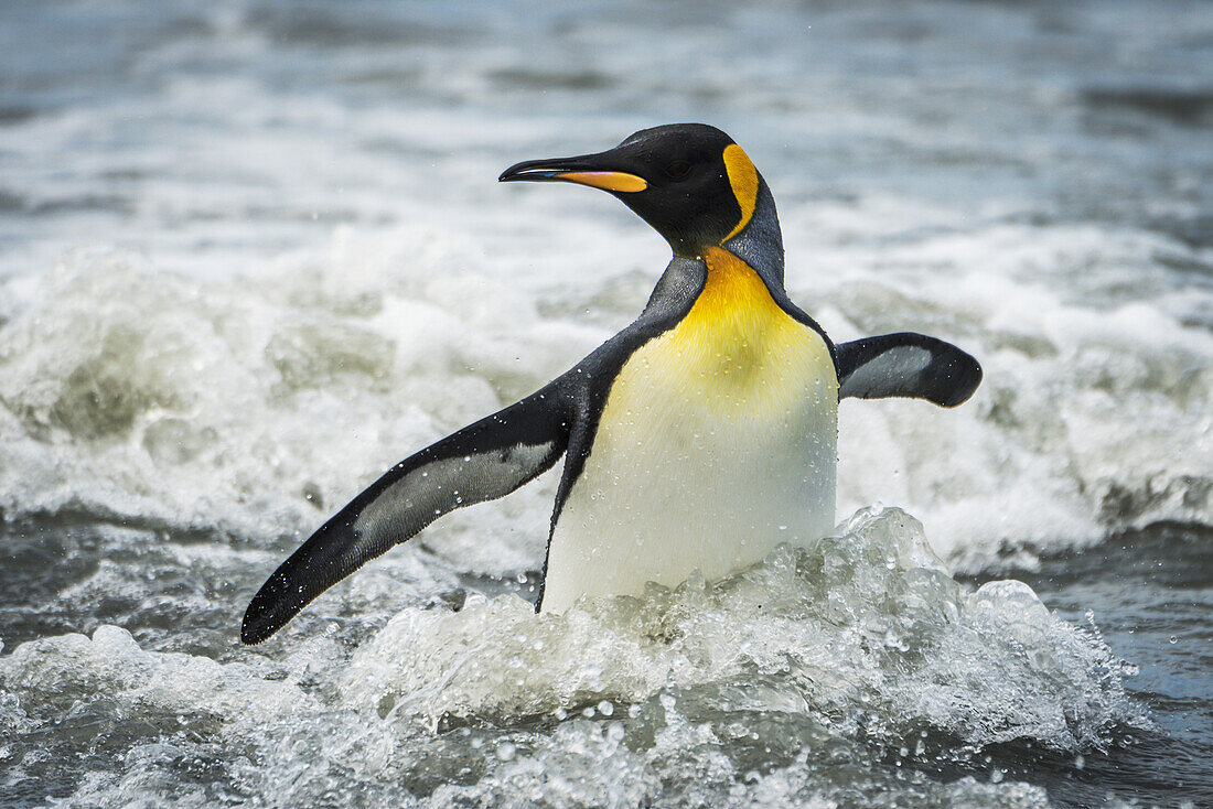 Königspinguin (Aptenodytes Patagonicus) watet durch die Brandung in Richtung Strand; Antarktis