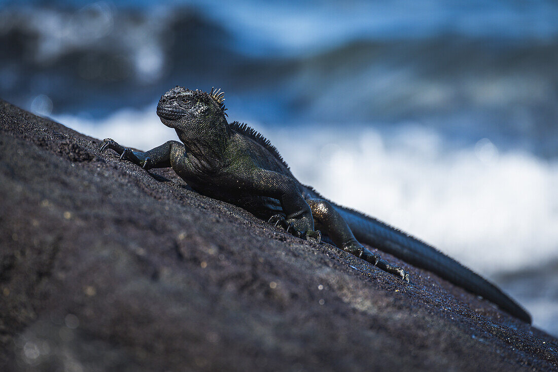 Marine Iguana (Amblyrhynchus Cristatus) On Sloping Rock Beside Sea; Galapagos Islands, Ecuador