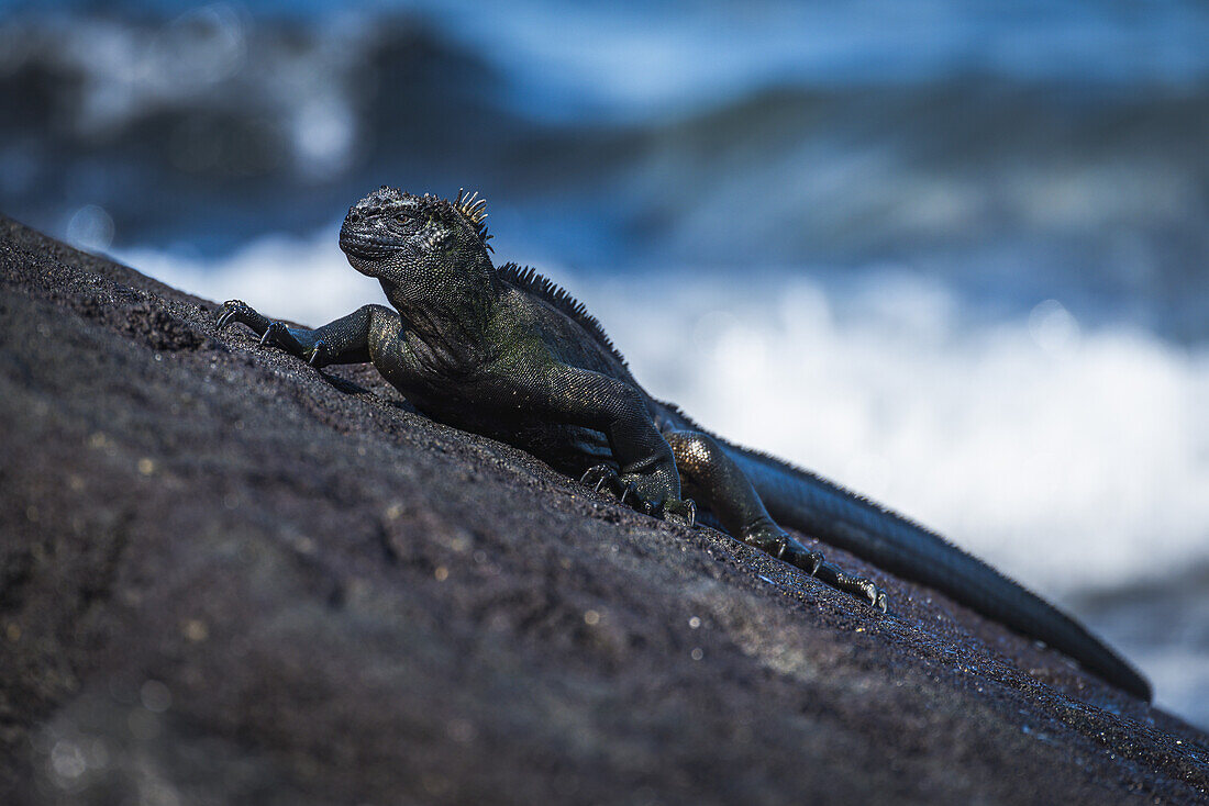 Meeresleguan (Amblyrhynchus Cristatus) auf einem schrägen Felsen neben dem Meer; Galapagos-Inseln, Ecuador