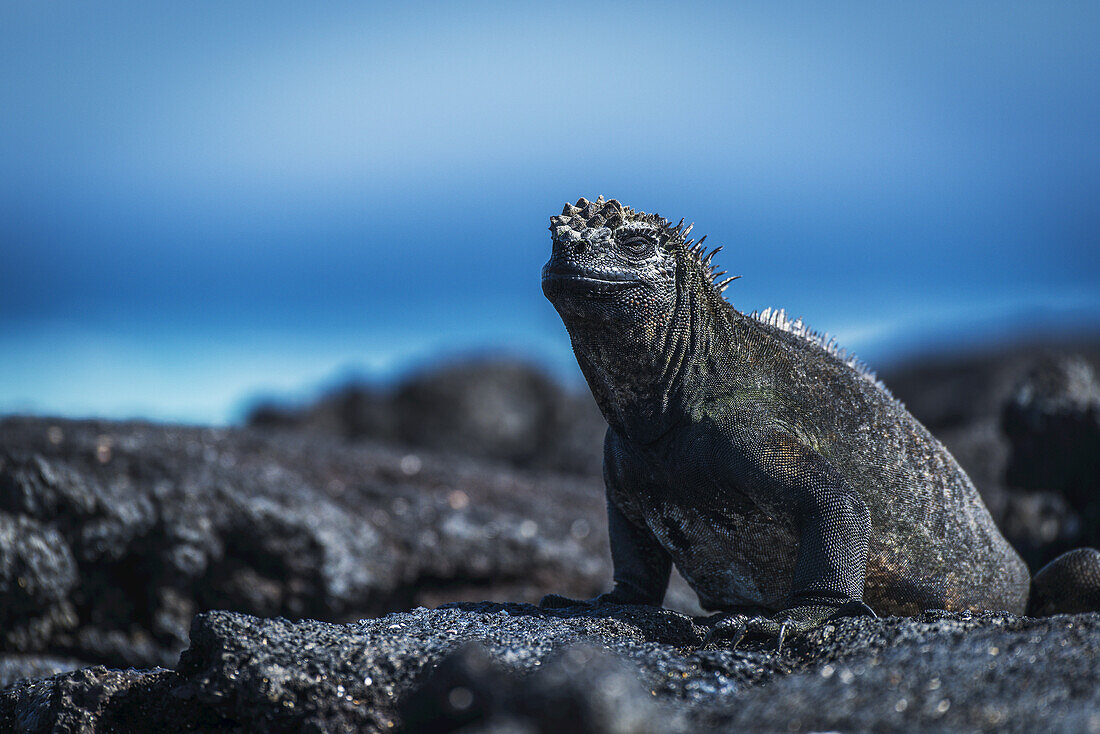 Meeresleguan (Amblyrhynchus Cristatus) beim Sonnenbad auf schwarzem Vulkangestein; Galapagos-Inseln, Ecuador