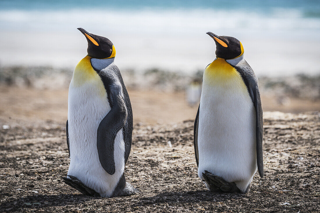 Two King Penguins (Aptenodytes Patagonicus) With Matching Beak Positions; Antarctica