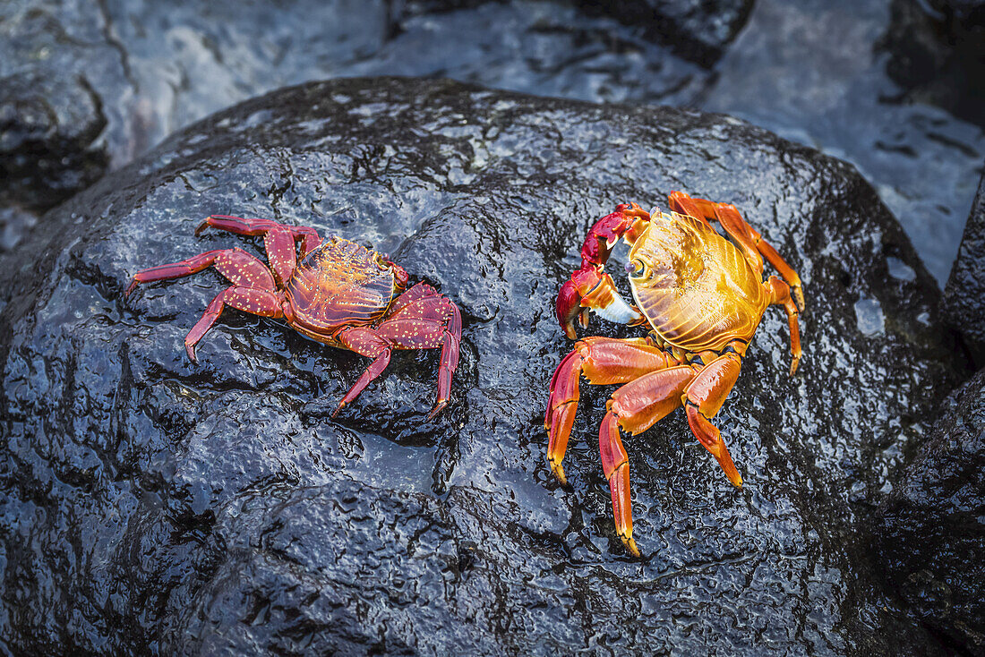 Zwei Sally Lightfoot-Krabben (Grapsus Grapsus) auf schwarzem Felsen; Galapagos-Inseln, Ecuador