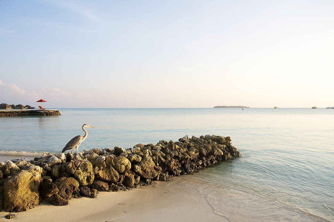 White Sand Beach With Perched Heron