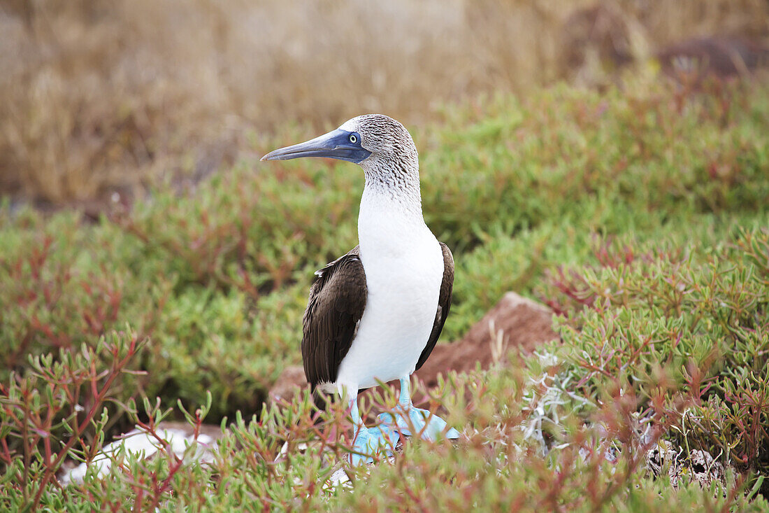 Blue-Footed Booby On North Seymour Island, Galapagos