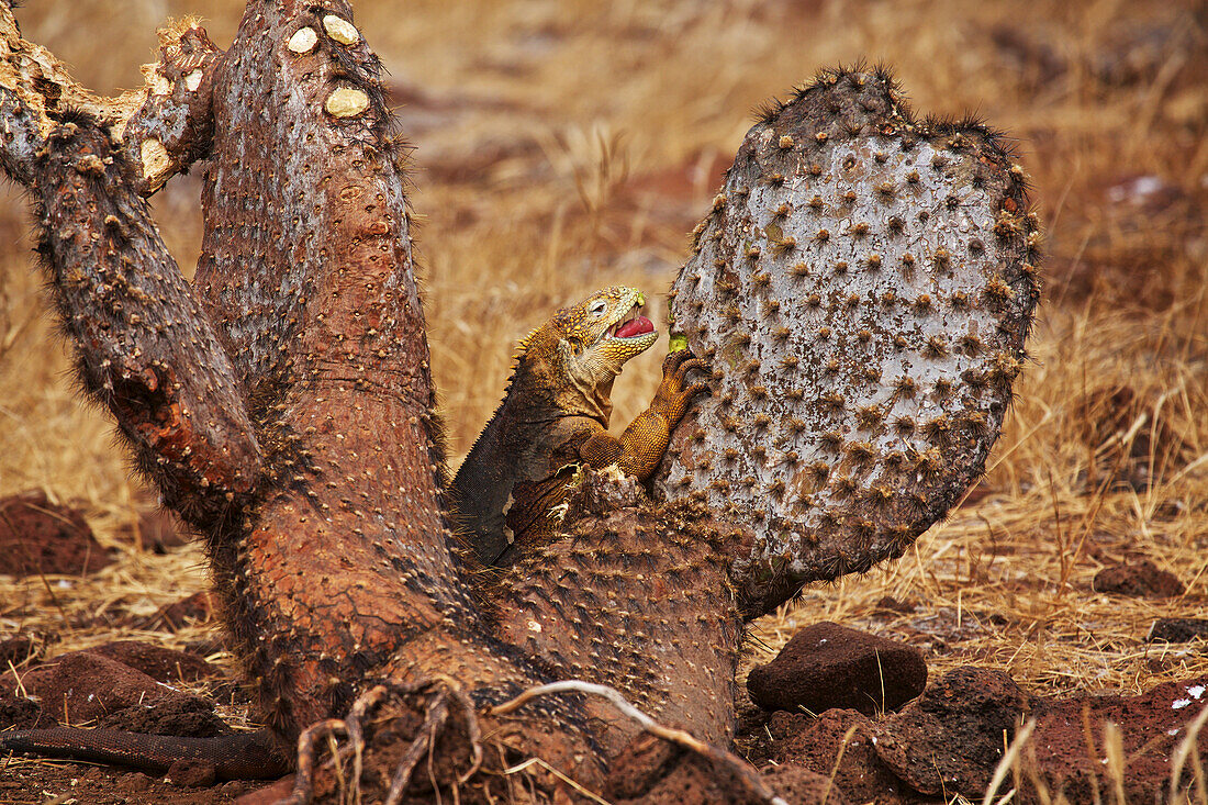 Land Iguana Eating A Cactus On North Seymour Island, Galapagos