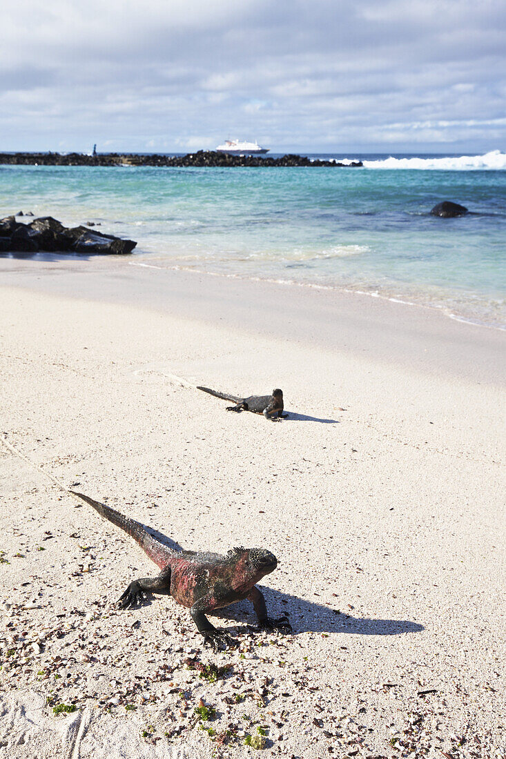Marine Iguanas On White Sand Beach With Blue Sea, Punta Suarez, Espanola Or Hood Island