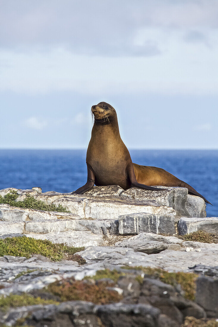 Seelöwe auf felsigem Vorgebirge über der blauen Meeresbucht