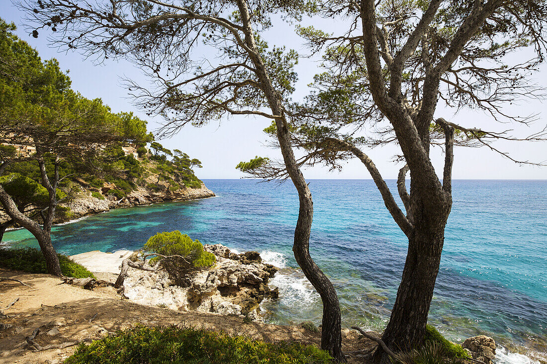 Von Pinienbäumen gesäumte Bucht mit blauem Meer, Mallorca