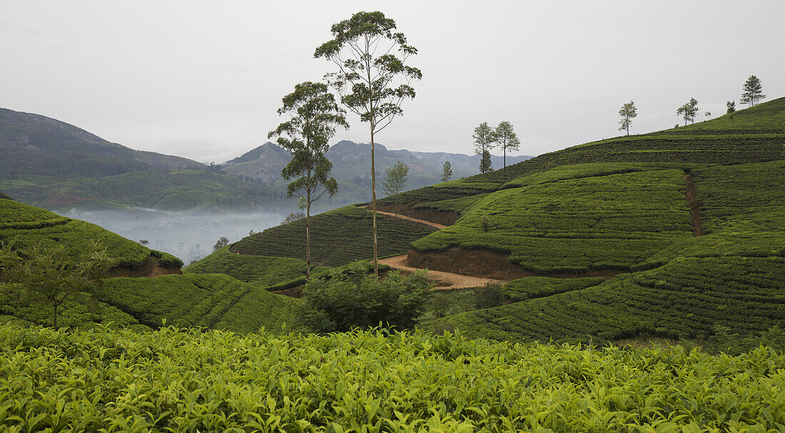 Teeplantage und Hügellandschaft mit Seeblick, Zentral-Sri Lanka