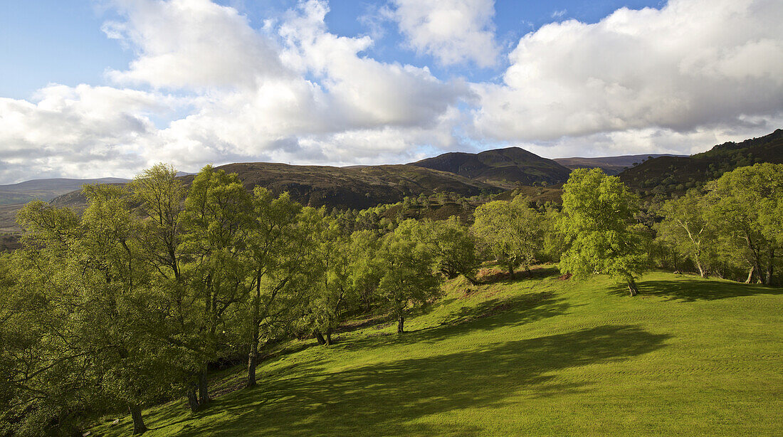 Grüne Wiese und Bäume vor einer schottischen Hochlandlandschaft