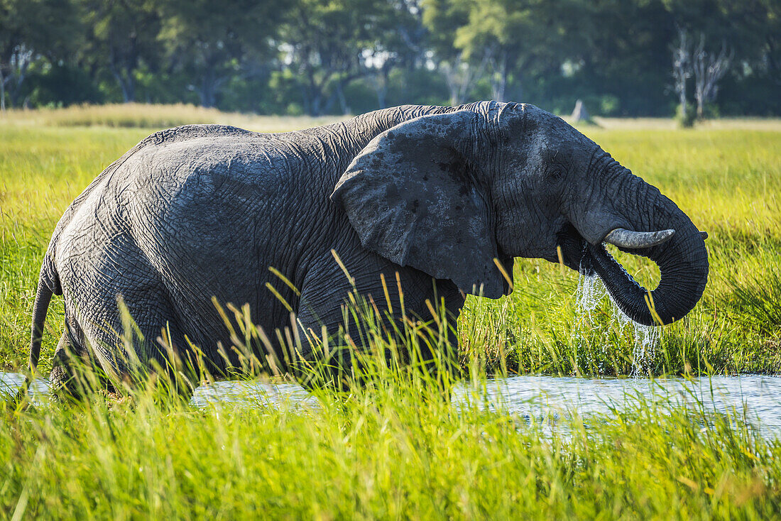 Afrikanischer Buschelefant (Loxodonta Africana) im Fluss mit Wasser, das aus dem Rüssel im Maul tropft; Botswana