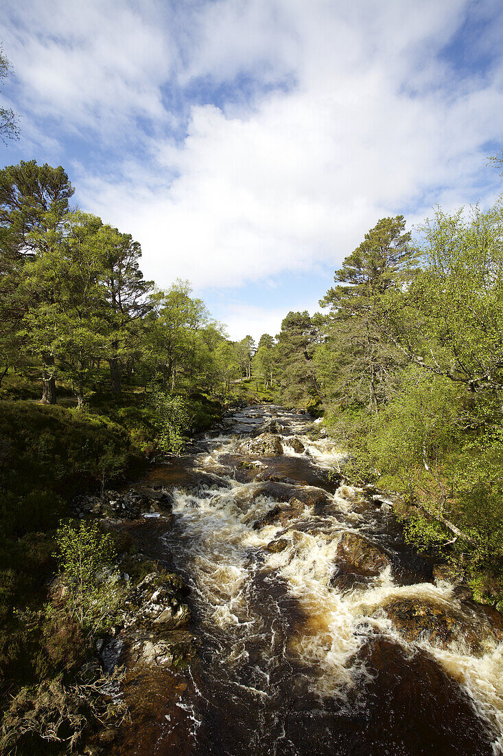 Rocky River Bordered By Forest In The Scottish Highlands