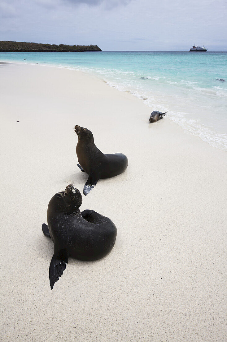 Sealions On White Sand Beach With Crystal Clear Turquoise Sea