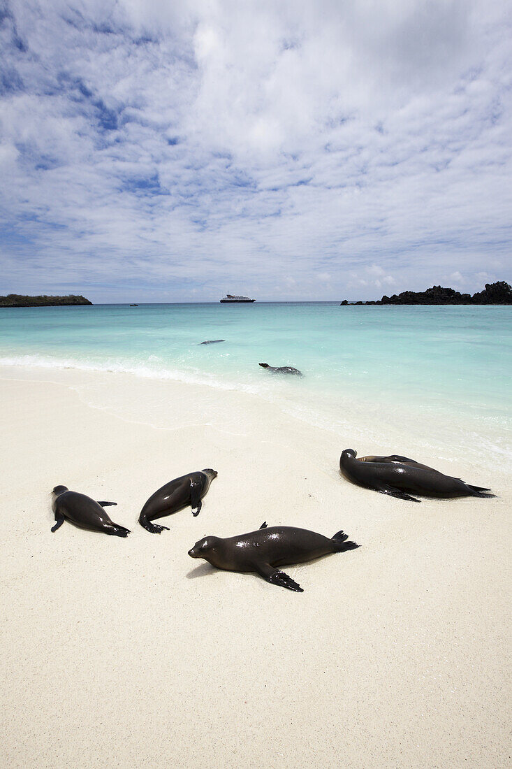 Sealions On White Sand Beach With Crystal Clear Turquoise Sea