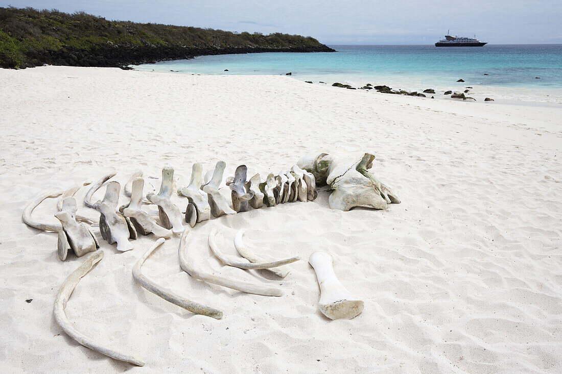 Weißer Sandstrand mit türkisfarbenem Wasser und gebleichtem Skelett eines Buckelwals