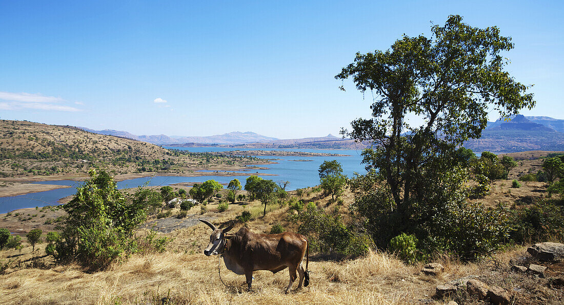 Cow In Fields Above A Lake In The Western Ghats