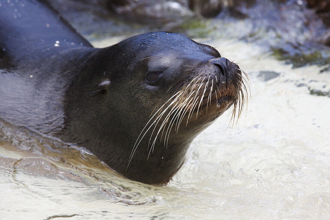 Close Up Of Sea Lion In The Surf Of A White Sand Beach