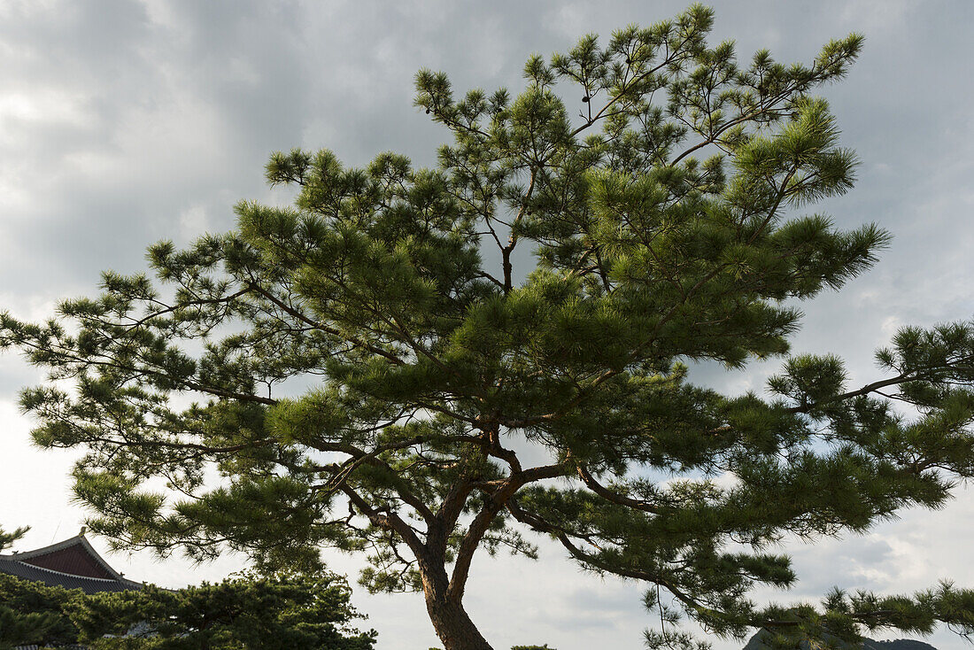Ein Baum, der sich nach rechts neigt und dessen Stamm nach links wächst, vor einem bewölkten Himmel; Seoul, Südkorea