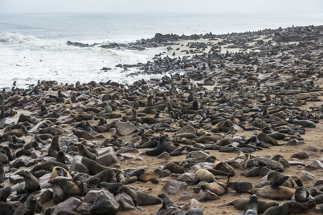 Eine der größten Kolonien von Kap-Pelzrobben (Arctocephalus Pusillus) der Welt im Kap-Kreuz-Robbenreservat, Skelettküste, West-Namibia; Namibia