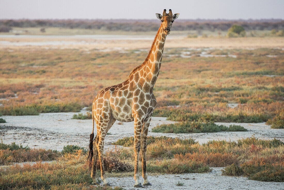 Eine namibische Giraffe (Giraffa Giraffa Angolensis) dominiert über der Savanne und schaut dem Fotografen zu, Etosha National Park; Namibia