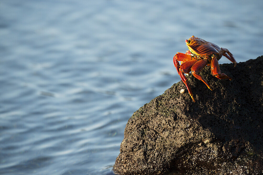 Painted Crab (Ocypode Gaudichaudii) On A Rock At The Water's Edge; Galapagos Islands, Ecuador