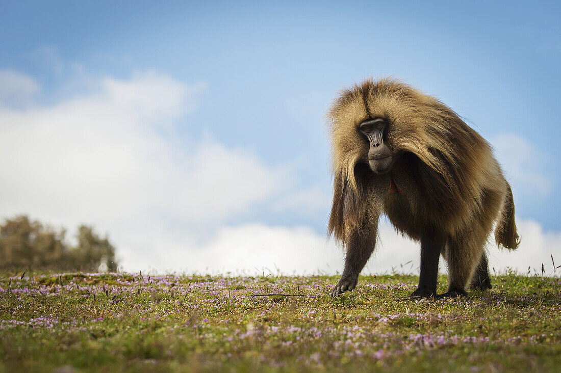 Gelada (Theropithecus Gelada), Semian-Gebirge; Äthiopien