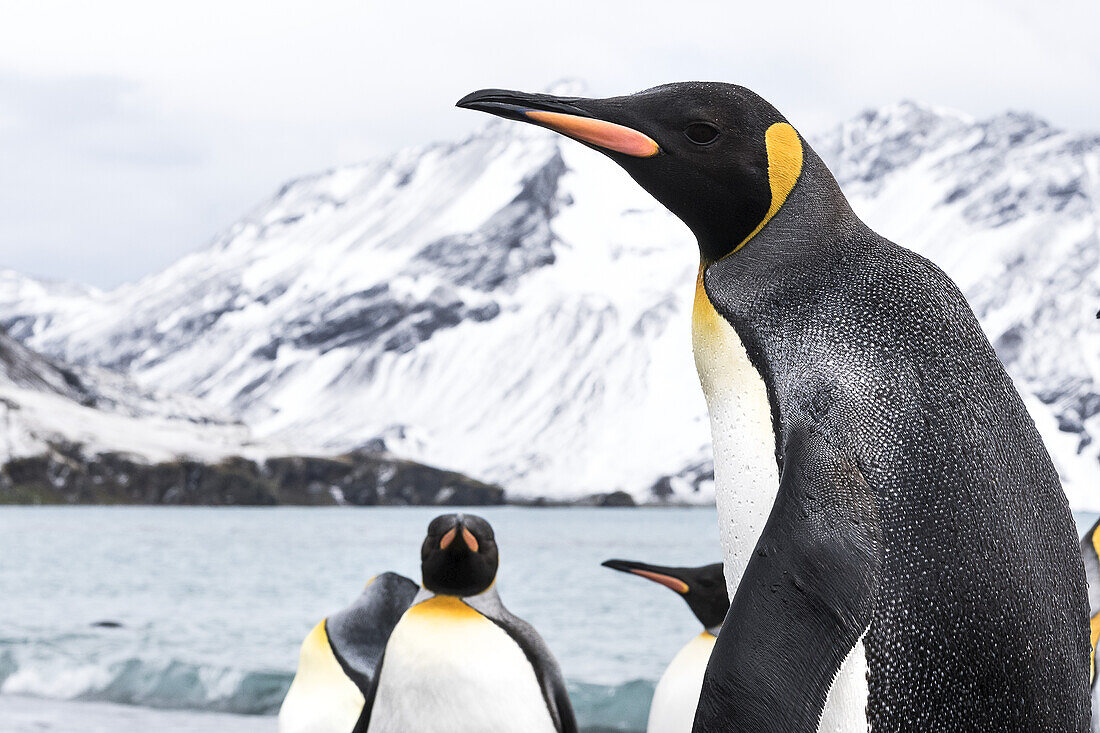 King Penguins (Aptenodytes Patagonicus) Close Up; South Georgia, South Georgia, South Georgia And The South Sandwich Islands, United Kingdom