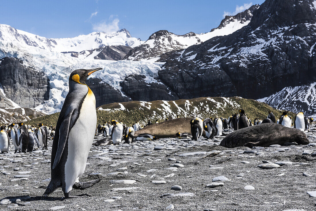 King Penguin (Aptenodytes Patagonicus) Colony On A Beach; South Georgia, South Georgia And The South Sandwich Islands, United Kingdom