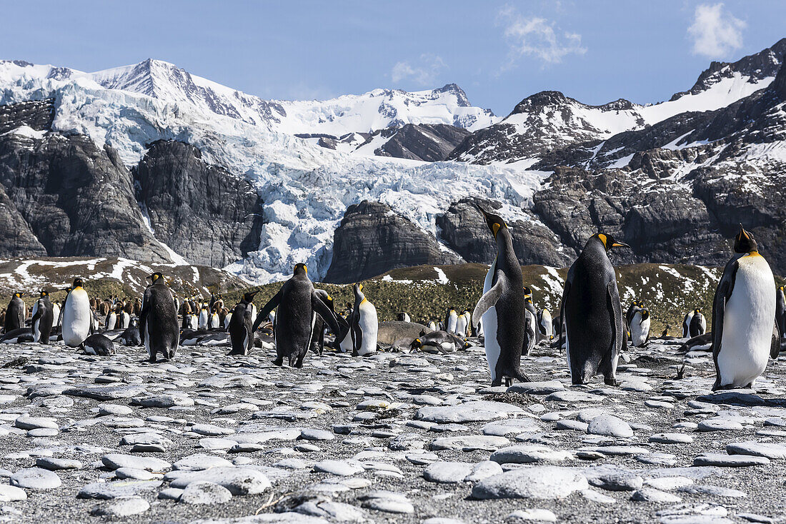 King Penguin (Aptenodytes Patagonicus) Colony On A Beach; South Georgia, South Georgia And The South Sandwich Islands, United Kingdom