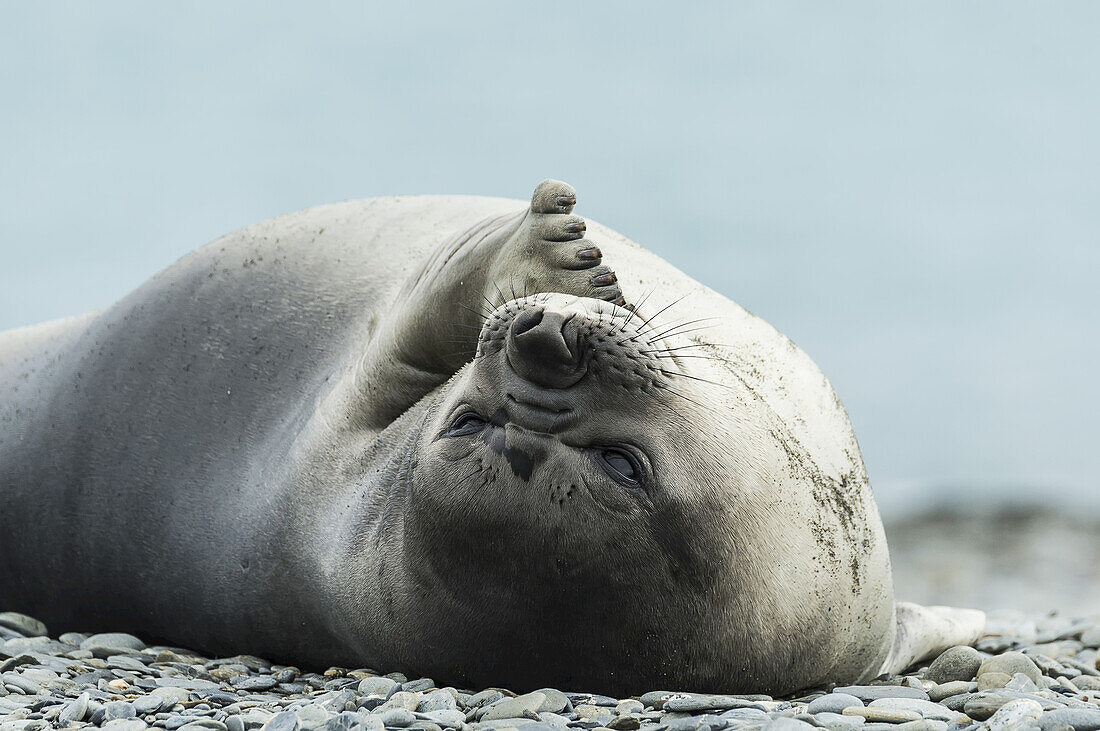 Weddell Seal (Leptonychotes Weddellii); Half Moon Island, South Shetlands, Antarctica