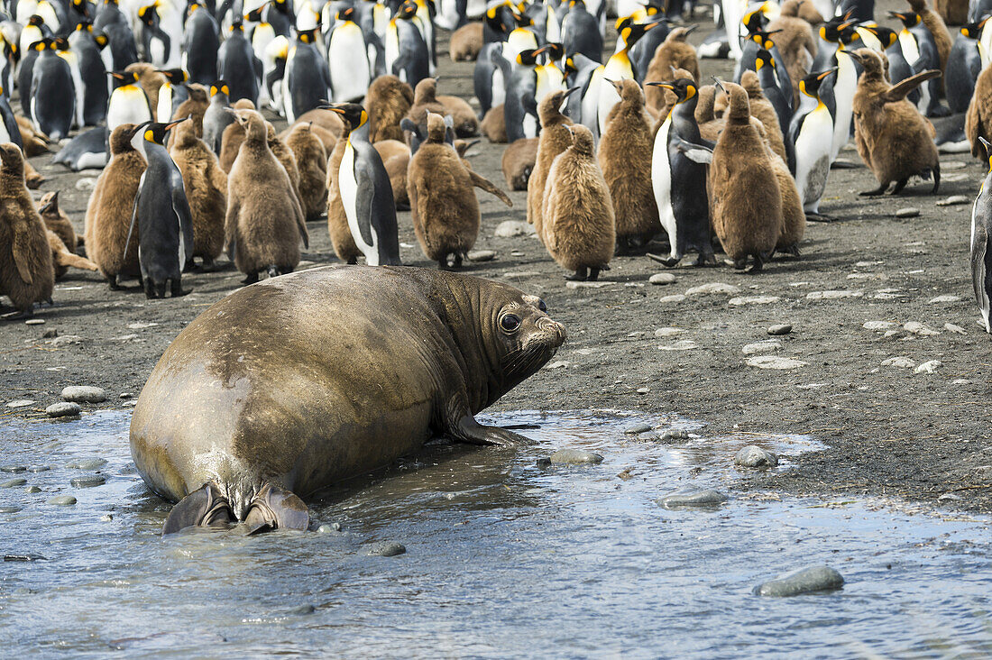Kolonie von Königspinguinen (Aptenodytes Patagonicus) und Jungtieren mit einer Robbe am Strand; Antarktis