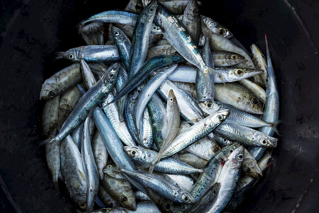 Fresh Fish For Sale On Vilanculos Beach, Bazaruto Archipelago; Mozambique