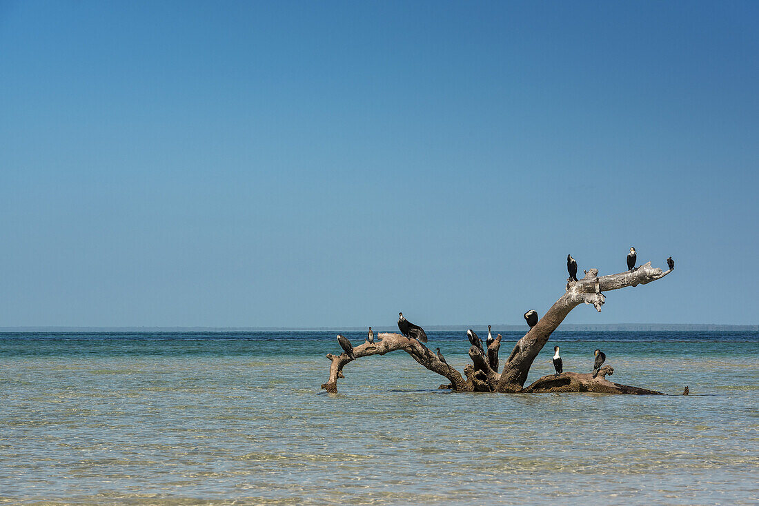 Vögel vor der Insel Benguerra, der zweitgrößten Insel des Bazaruto-Archipels; Mosambik