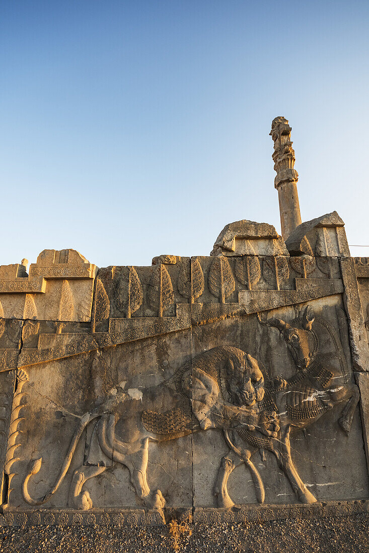 Bas-Relief eines Löwen, der einen Stier verschlingt, auf der südlichen Treppe des Palastes von Dareios I. (Tachara), Persepolis; Provinz Fars, Iran