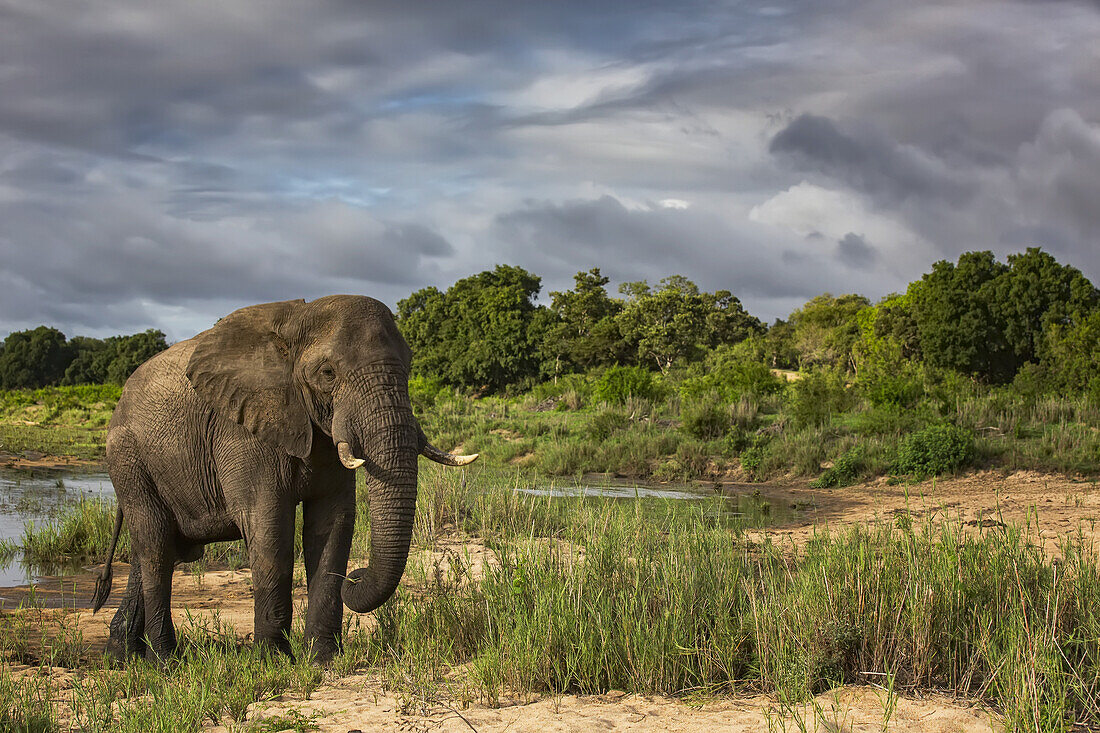 Afrikanischer Elefant (Loxodonta) beim Spaziergang im Sabi Sand Game Reserve; Südafrika