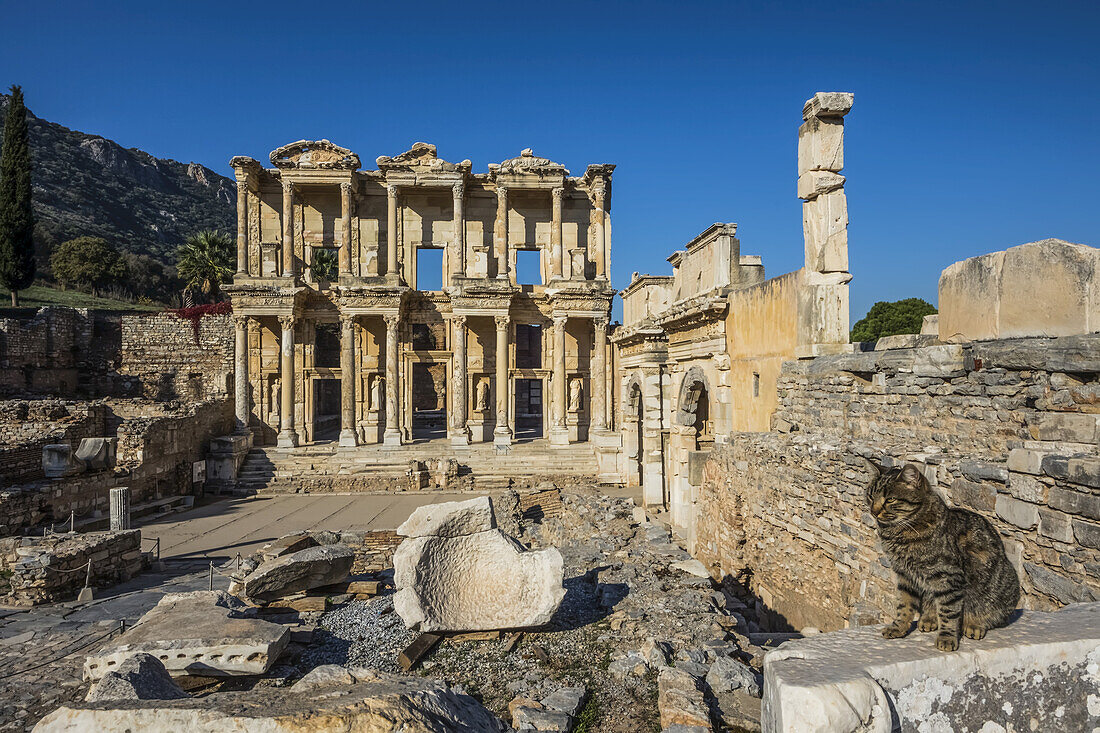 Eine Katze sitzt auf einer Steinmauer im Vordergrund und die Bibliothek des Celsus im Hintergrund; Ephesus, Izmir, Türkei