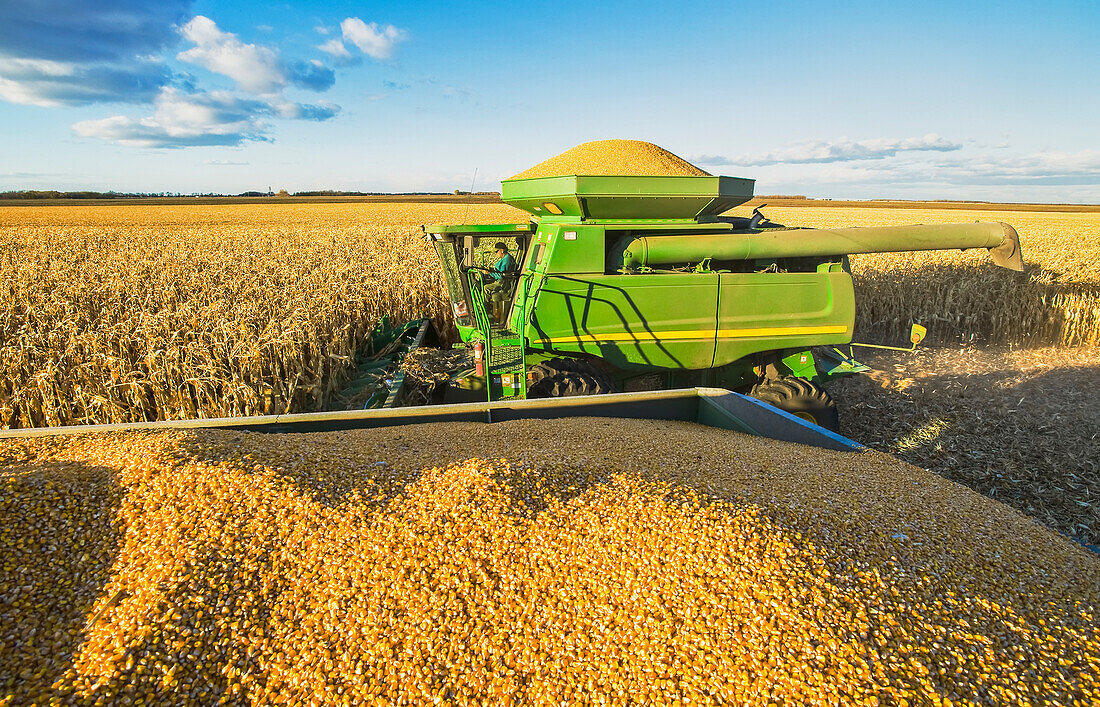 A combine harvester full of feed/grain corn next to a farm truck loaded with the crop, during the harvest near  Niverville; Manitoba, Canada
