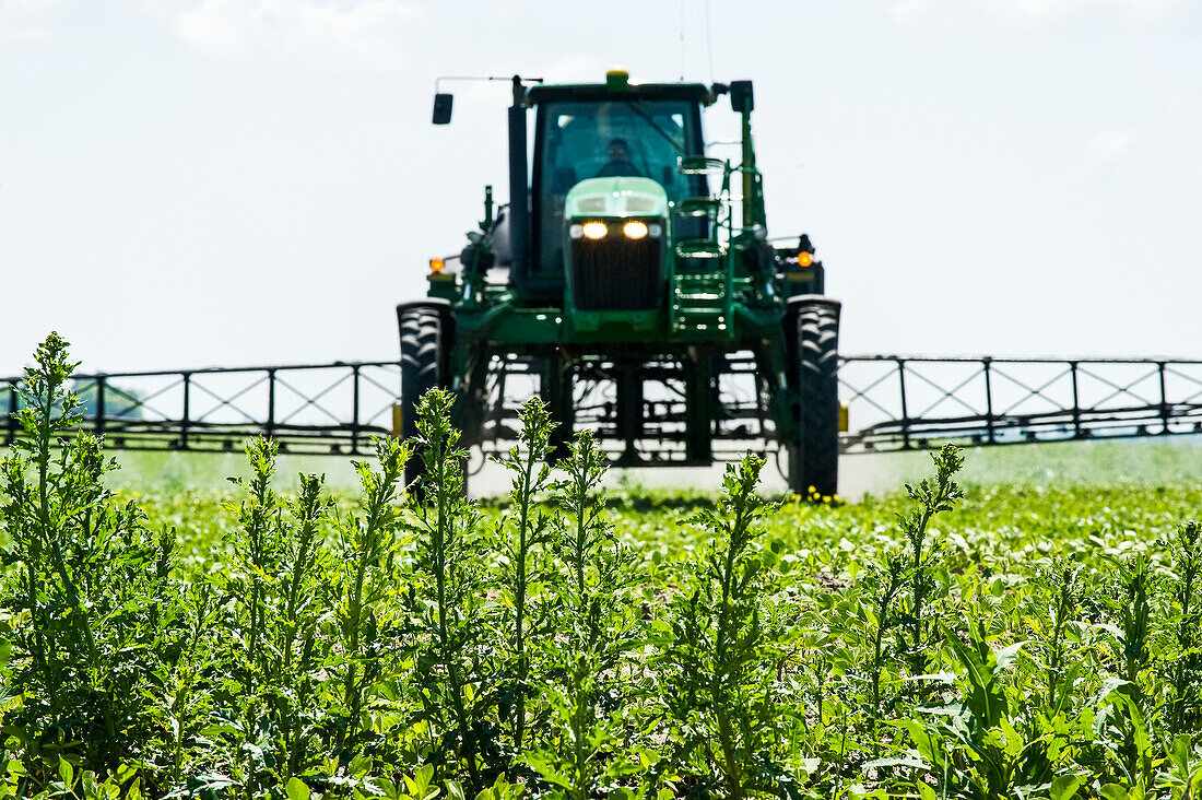 Eine Hochfeldspritze bringt ein chemisches Bodenherbizid auf früh wachsende Sojabohnen aus, in der Nähe von Niverville; Manitoba, Kanada