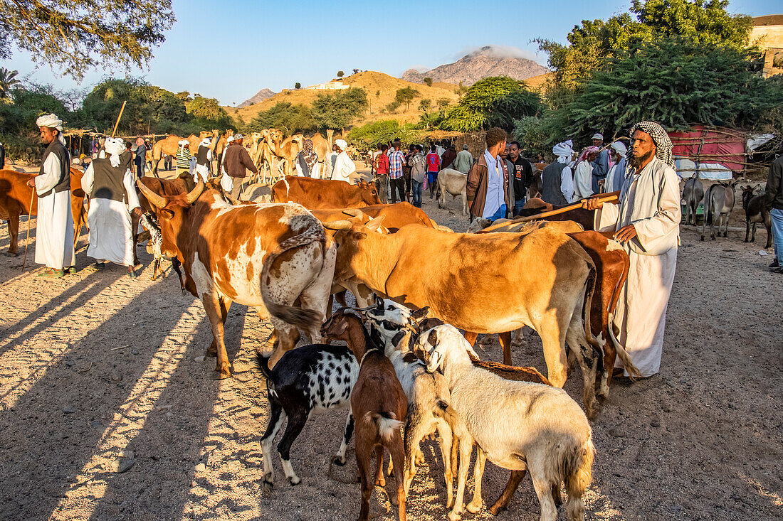 Cattle at the Monday livestock market; Keren, Anseba Region, Eritrea