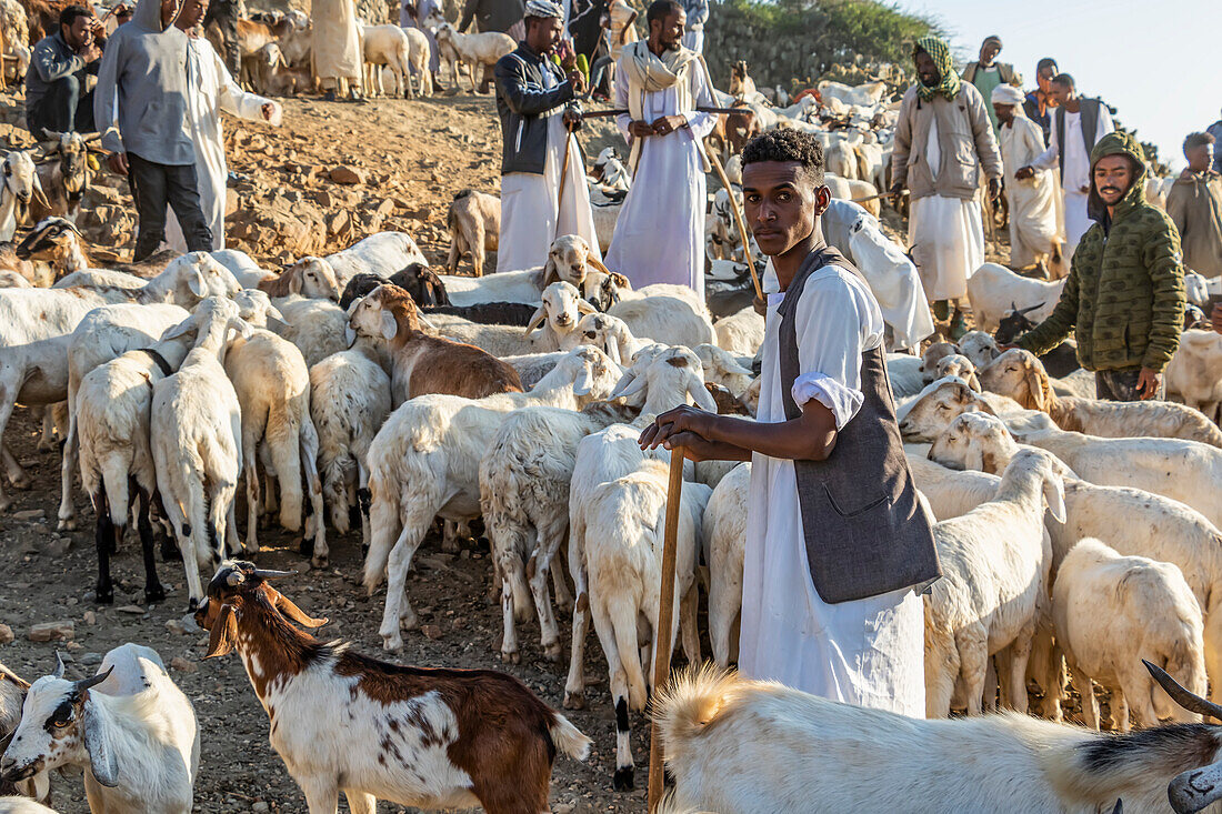 Eritreische Hirten mit Ziegen und Schafen auf dem montäglichen Viehmarkt; Keren, Anseba-Region, Eritrea