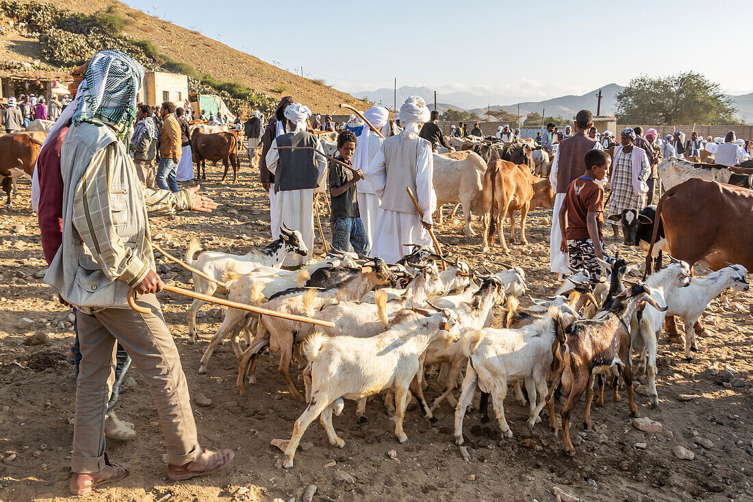 Goat herders with their goats at the Monday livestock market; Keren, Anseba Region, Eritrea