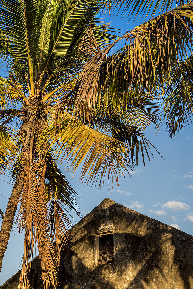 Palme und spitzes Dach auf der Insel Ibo, Quirimbas-Nationalpark; Cabo Delgado, Mosambik
