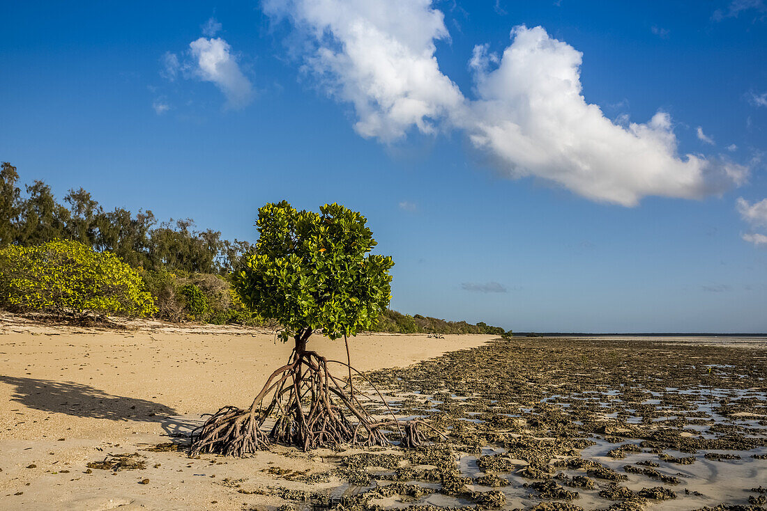 Freigelegte Wurzeln einer Mangrove bei Ebbe, Insel Quirimba, Nationalpark Quirimbas; Cabo Delgado, Mosambik
